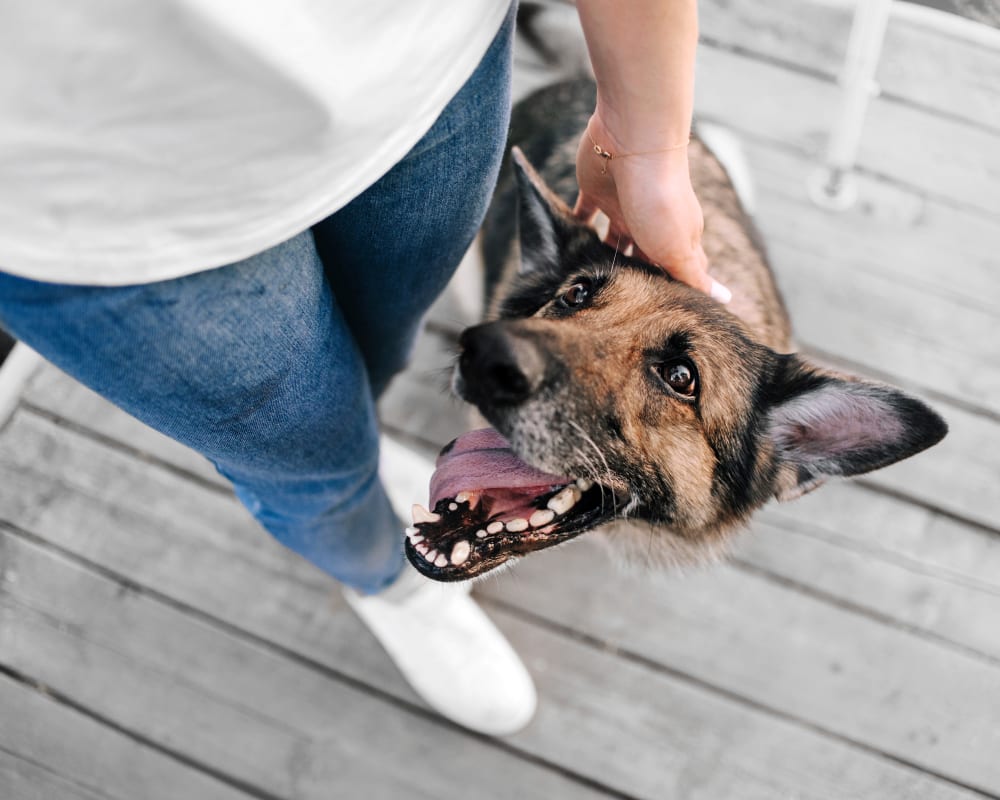 Dental Care, Lethbridge Vet